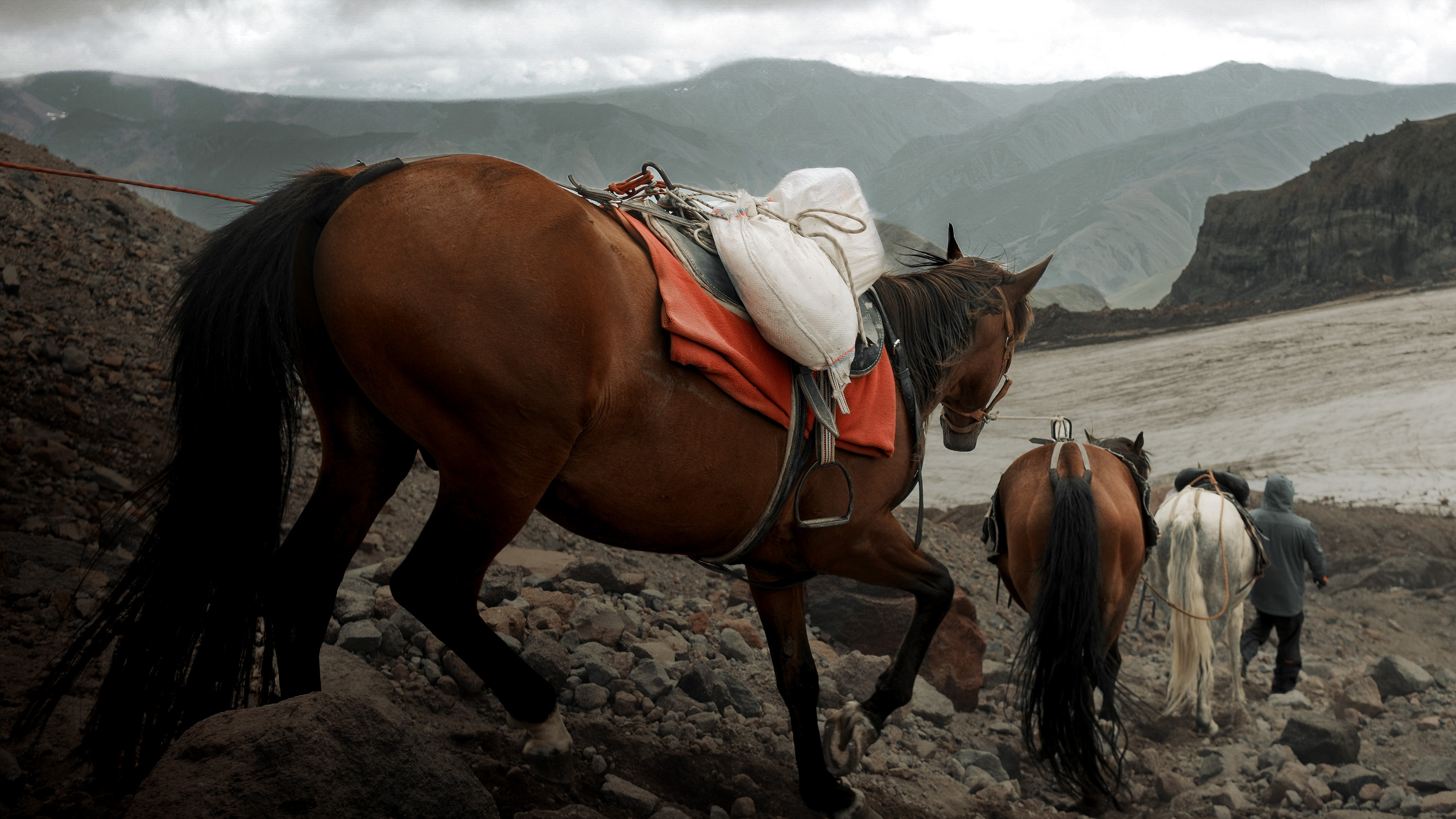 Géorgie, chevaux dans la brume.